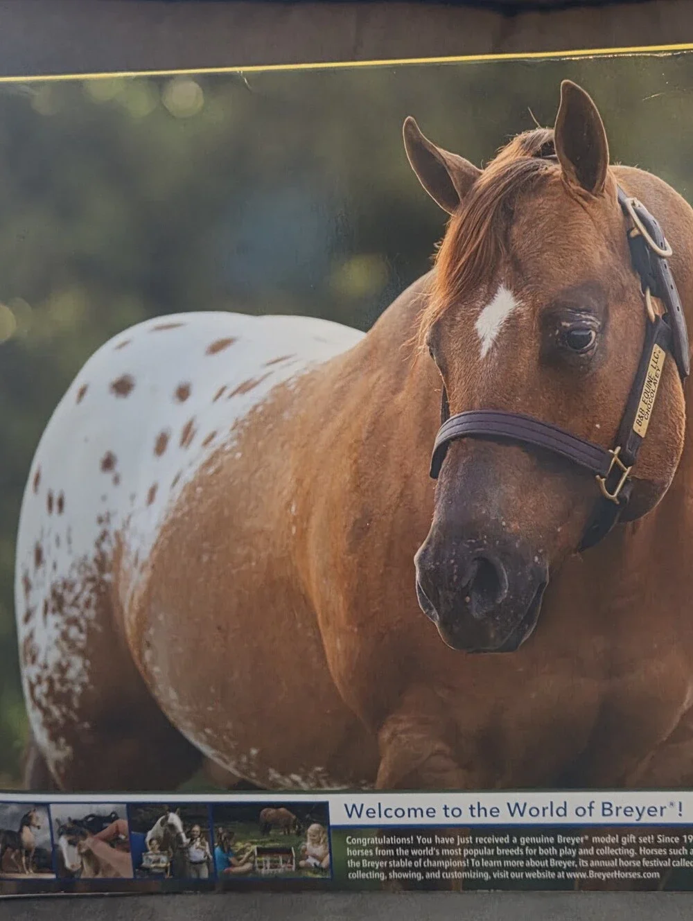 BREYER TRADITIONAL-Chocolatey Dun Blanket Appaloosa Stallion Horse-Roxy Mold-NEW